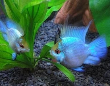 龍魚嘴巴爛了怎么回事兒啊：龍魚嘴巴爛了？別慌，一文讀懂背后緣由與解決辦法