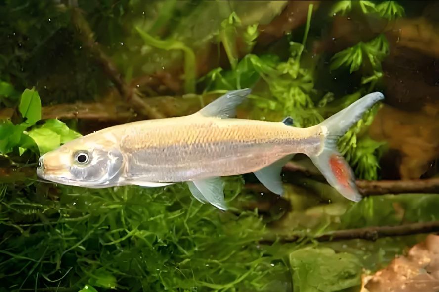 小白猛 小白猛 龍魚論壇