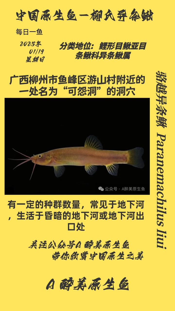 柳氏異條鰍
