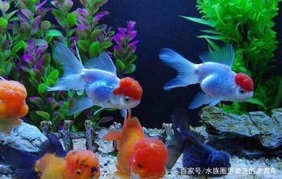 觀賞魚的銷售方法與技巧（關(guān)于觀賞魚銷售方法與技巧的一些參考） 觀賞魚的銷售方法與技巧（關(guān)于觀賞魚銷售方法與技巧的一些參考） 龍魚之家 第1張