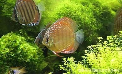 觀賞魚的銷售方法與技巧（關(guān)于觀賞魚銷售方法與技巧的一些參考） 觀賞魚的銷售方法與技巧（關(guān)于觀賞魚銷售方法與技巧的一些參考） 龍魚之家 第3張
