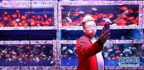 觀賞魚的銷售方法與技巧（關(guān)于觀賞魚銷售方法與技巧的一些參考） 觀賞魚的銷售方法與技巧（關(guān)于觀賞魚銷售方法與技巧的一些參考） 龍魚之家 第2張