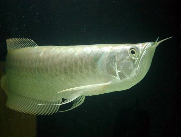 大型的觀賞魚圖片(大型的觀賞魚圖片及價格) 錦鯉魚百科 第2張 大型的觀賞魚圖片(大型的觀賞魚圖片及價格) 大型的觀賞魚圖片(大型的觀賞魚圖片及價格) 錦鯉魚百科 第2張