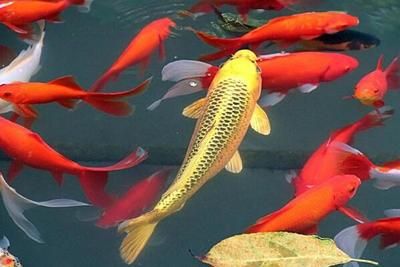 龍魚總往缸底下躥啥情況啊：龍魚沉底之謎，探尋水下精靈的無聲訴求