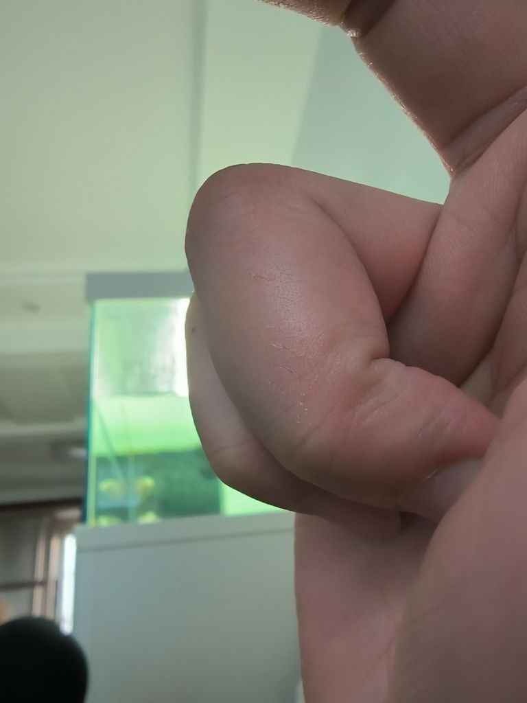 喂魚被咬 喂魚被咬 龍魚論壇