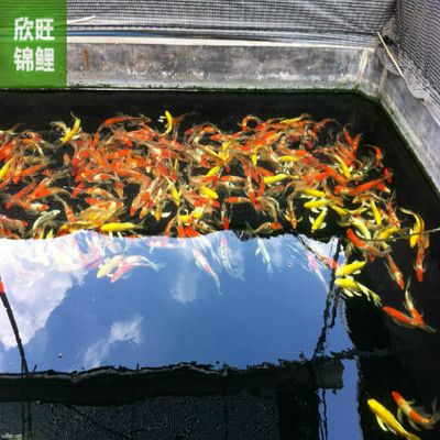 龍魚撞缸嘴巴破了怎么辦啊：龍魚撞缸嘴巴破了怎么辦？應對之策與養護指南
