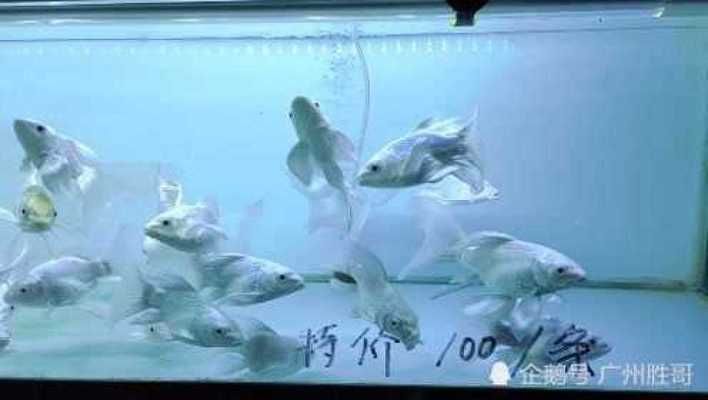 10元一只的蝴蝶鯉貴嗎（10元一只的蝴蝶鯉是否貴的綜合分析：10元一只是否貴）