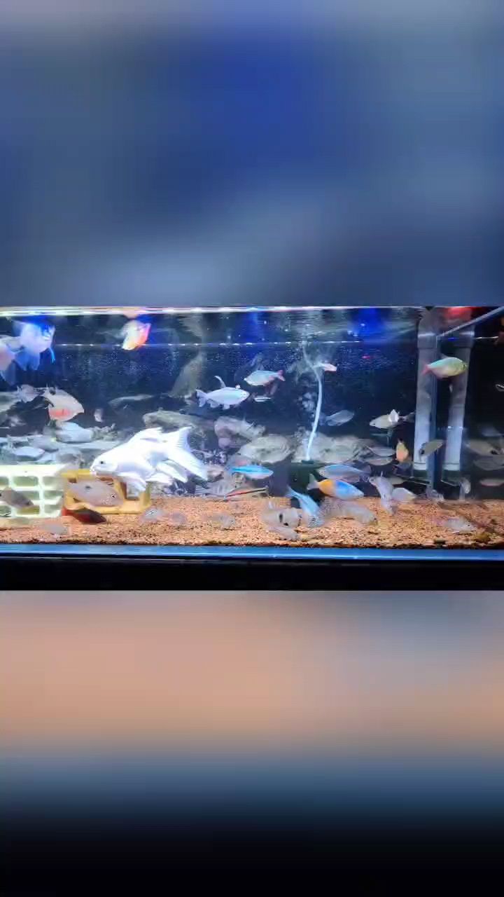 兩個大混養缸