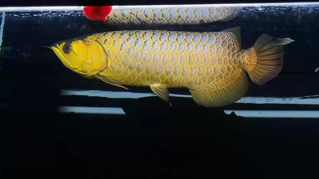 點個關注分享龍魚動態 點個關注分享龍魚動態 龍魚論壇 第1張