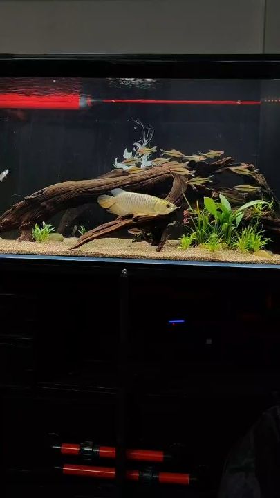 別看顏色好 ，其實只有20多公分