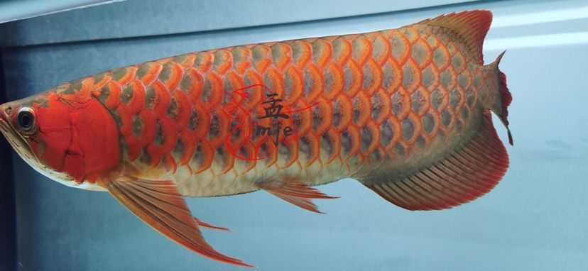 孟吉爾～萬吉河北魚友飼養反饋