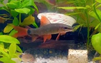 龍魚正常狀態是什么樣的：探秘龍魚正常狀態，水中貴族的健康密碼