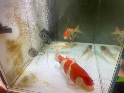 龍魚正常溫度是多少水溫適宜養呢：探秘龍魚養殖，水溫的奧秘與適宜溫度解析