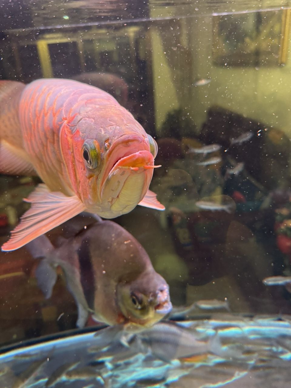 求助,求助。各位大神 龍魚論壇 第1張 求助,求助。各位大神 求助,求助。各位大神 龍魚論壇 第1張