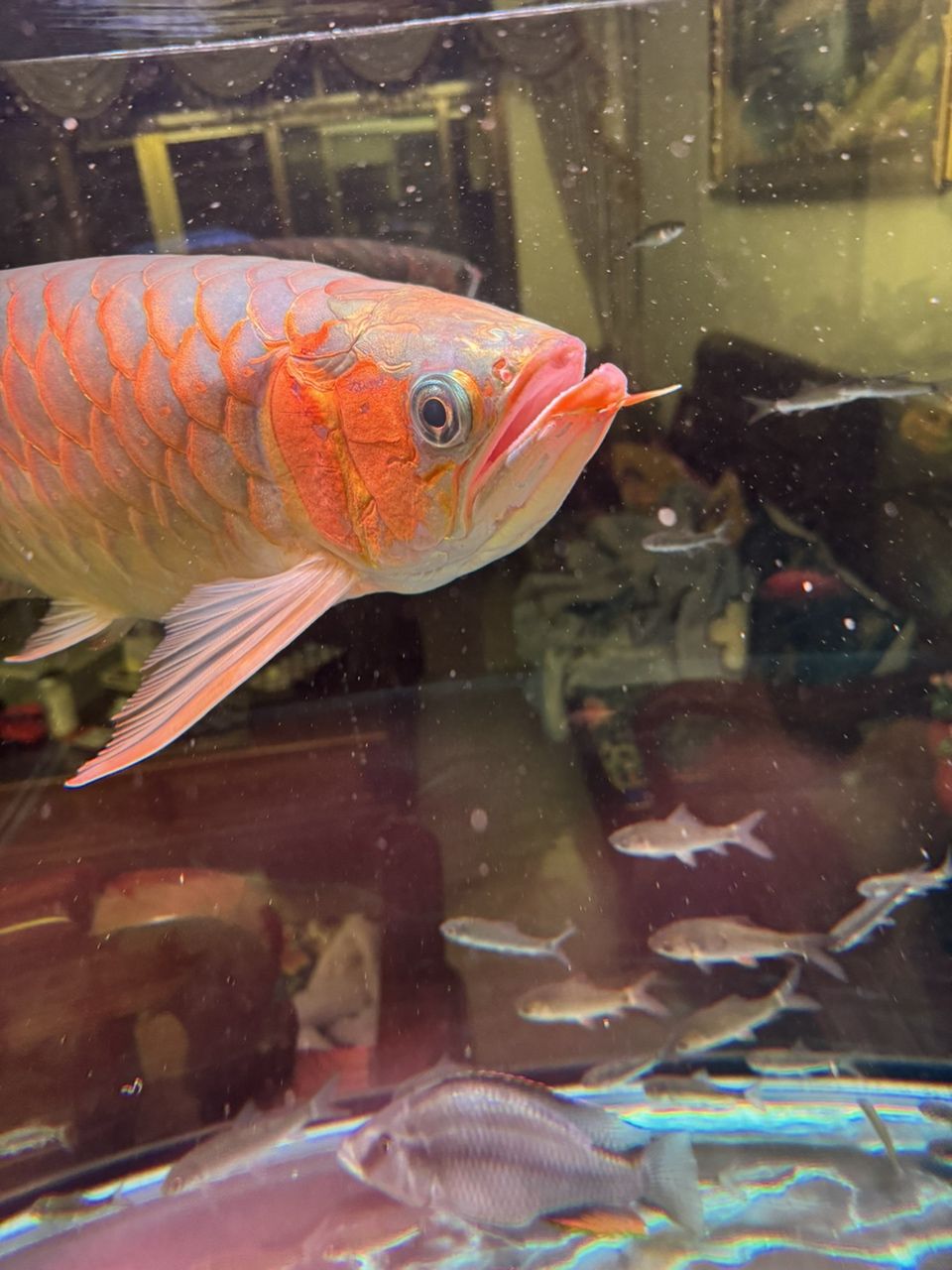 求助,求助。各位大神 龍魚論壇 第2張 求助,求助。各位大神 求助,求助。各位大神 龍魚論壇 第2張