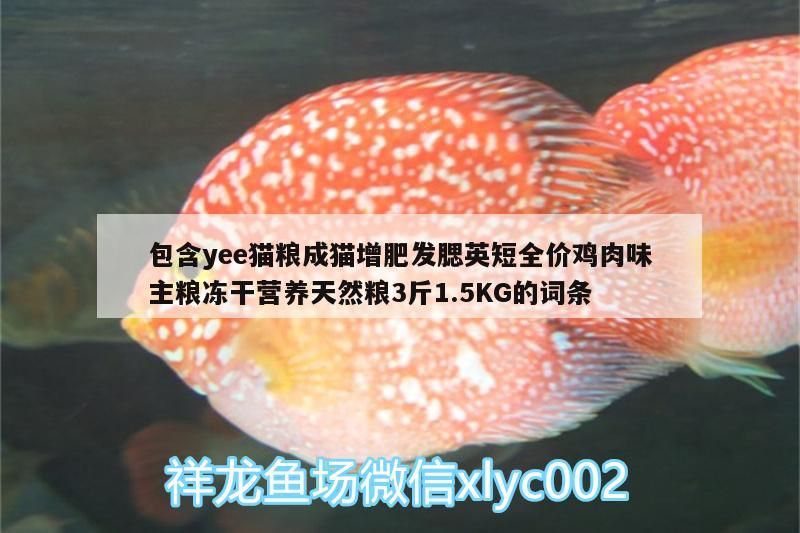 包含yee貓糧成貓增肥發腮英短全價雞肉味主糧凍干營養天然糧3斤1.5KG的詞條 包含yee貓糧成貓增肥發腮英短全價雞肉味主糧凍干營養天然糧3斤1.5KG的詞條 yee