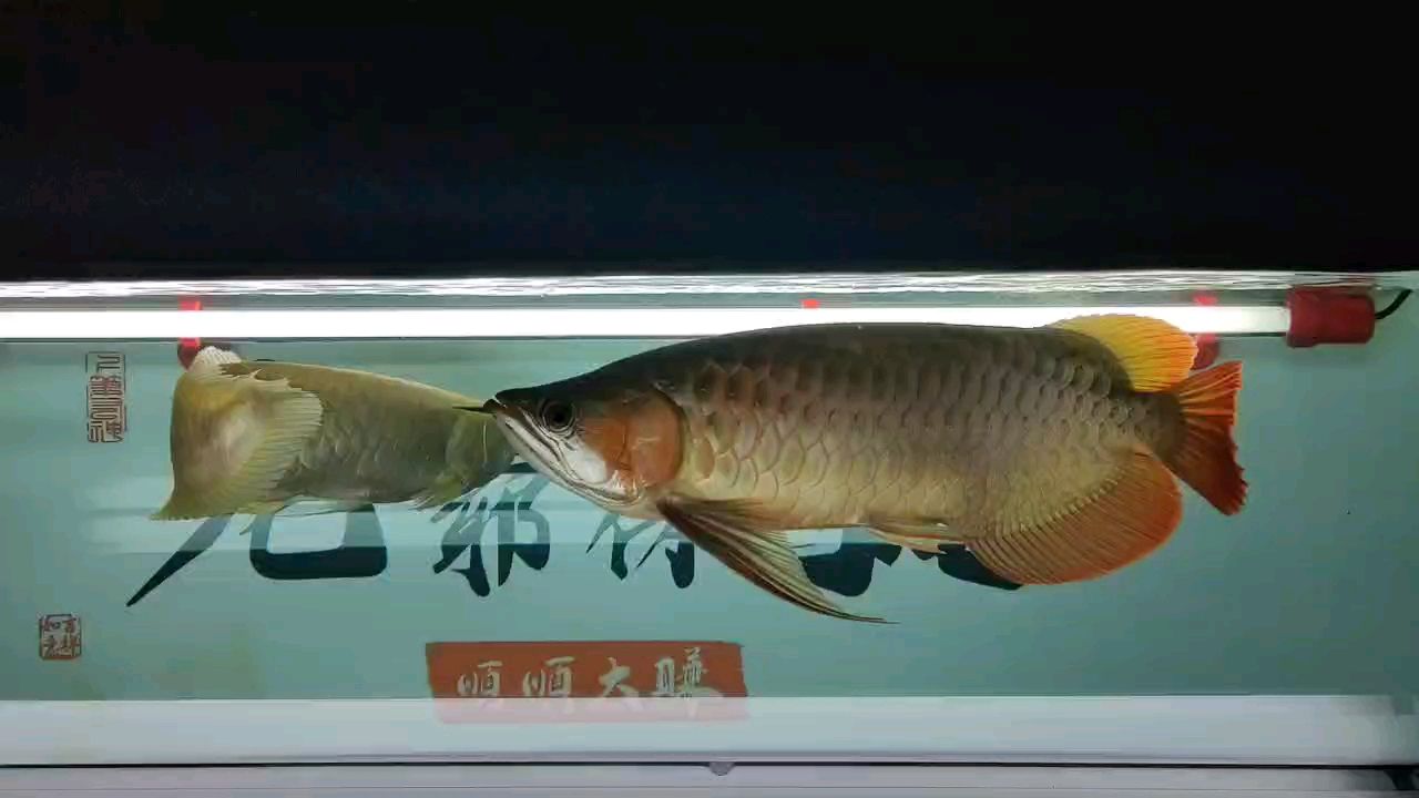開始白燈模式，希望時間能給我驚喜 開始白燈模式，希望時間能給我驚喜 龍魚論壇