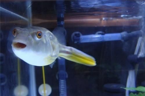 龍魚長得快嗎?探秘龍魚生長速度，多因素影響下的奇妙之旅