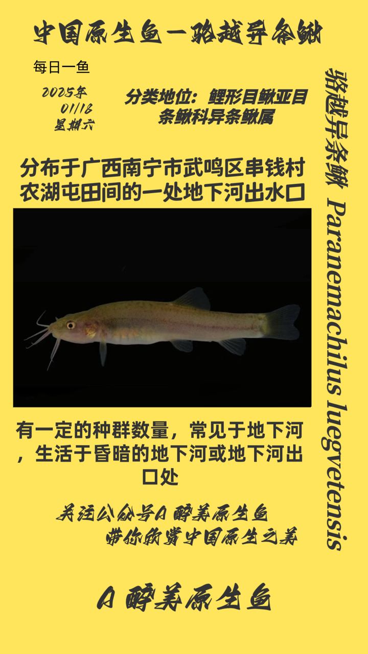 駱越異條鰍 駱越異條鰍 龍魚論壇