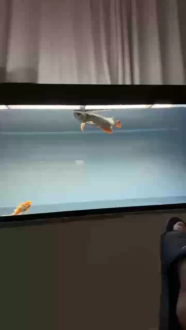 新