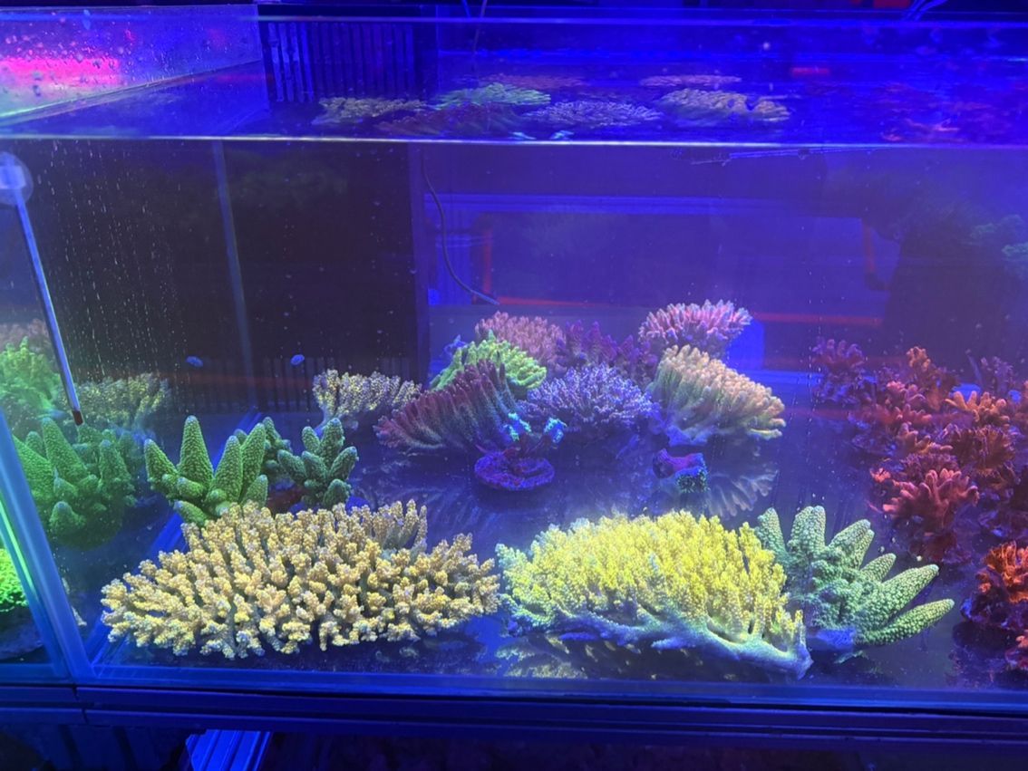 印尼spsp 印尼spsp 龍魚論壇 第1張