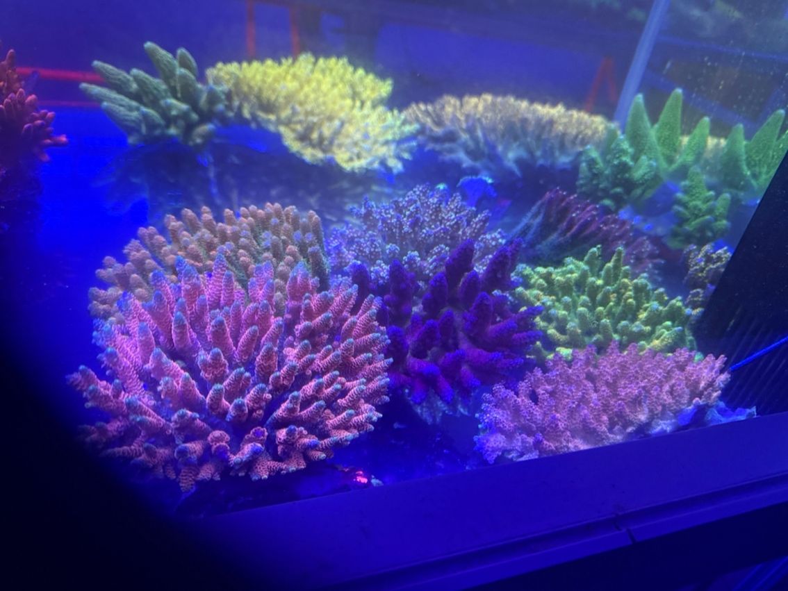 印尼spsp 印尼spsp 龍魚論壇 第2張
