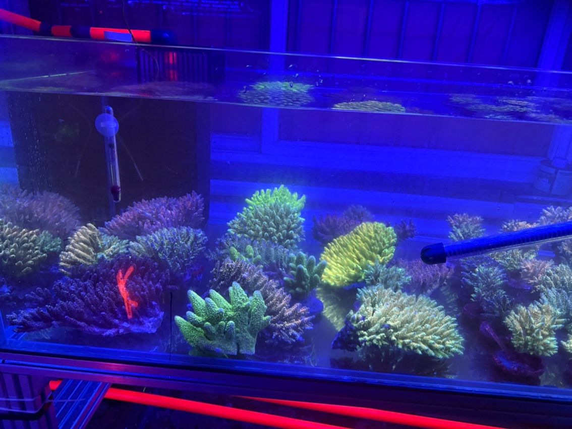 印尼spsp 印尼spsp 龍魚論壇 第4張