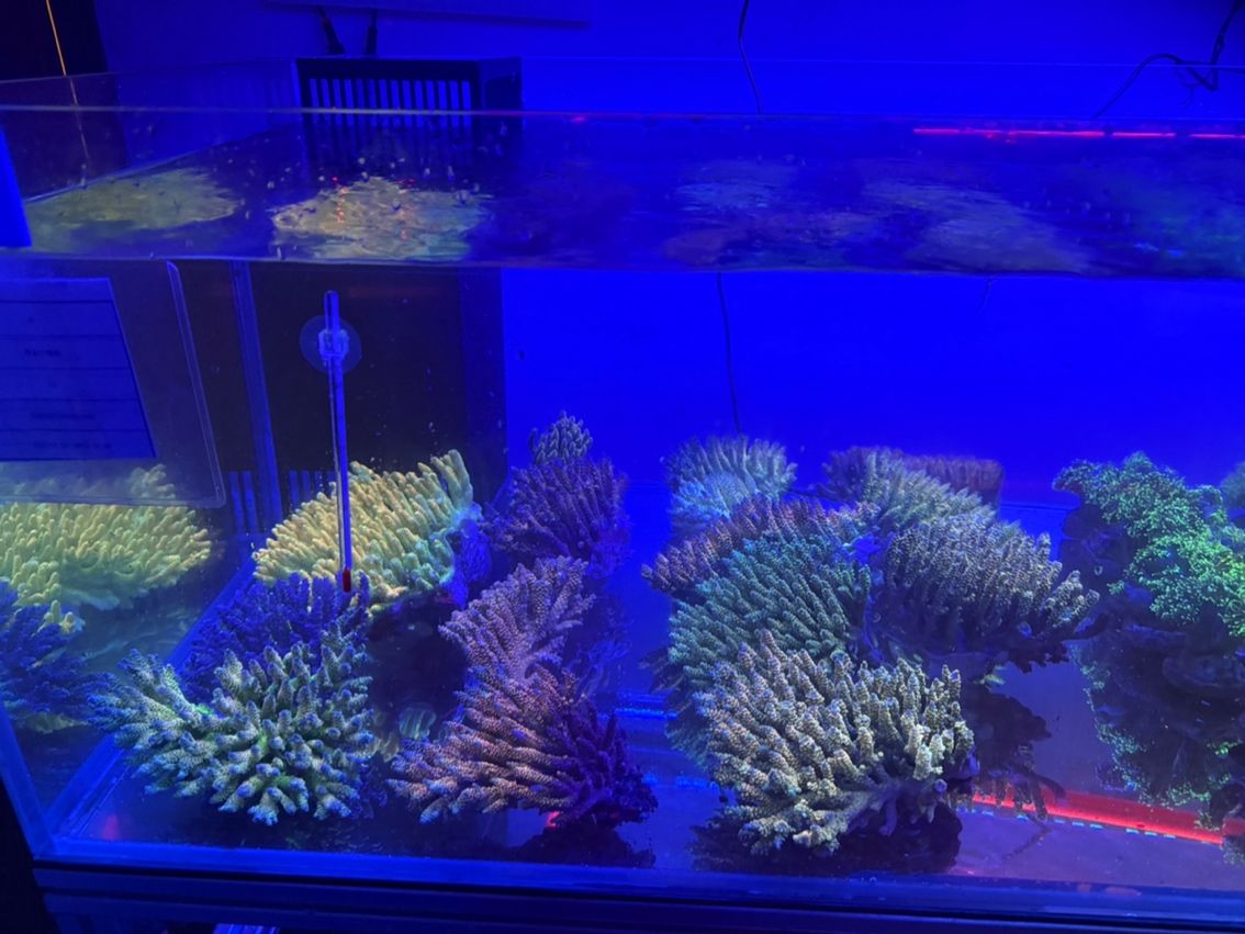 印尼spsp 印尼spsp 龍魚論壇 第5張