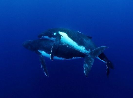 龍魚(yú)長(zhǎng)的快不快呀圖片：探秘龍魚(yú)生長(zhǎng)，快與慢的奧秘