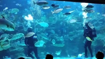 開一家水族館需要些什么東西呢視頻（開一家水族館需要準(zhǔn)備什么）