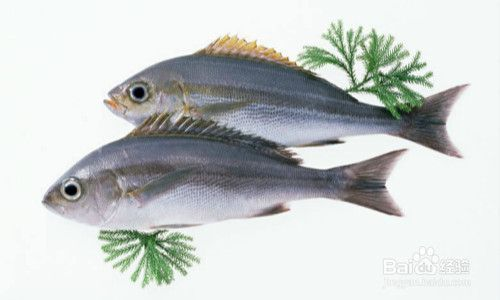 龍魚長大了是什么顏色的：探秘龍魚成長之色，絢爛蛻變的水下奇觀