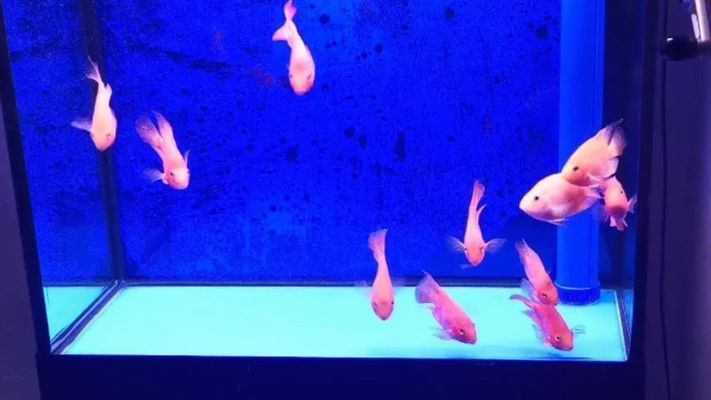 一方水族器材怎么樣（水一方魚餐館怎么樣）