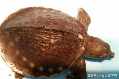 豬鼻龜怎么下蛋的視頻：豬鼻龜怎么下蛋，豬鼻龜下蛋的繁殖習(xí)性和什么時(shí)候下蛋