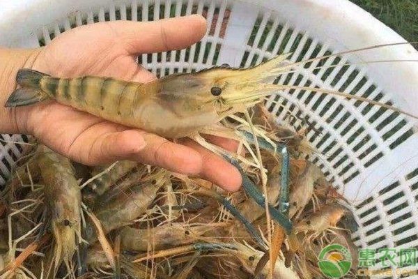 龍魚張嘴空咬什么病：龍魚張嘴空咬，神秘行為背后的探尋
