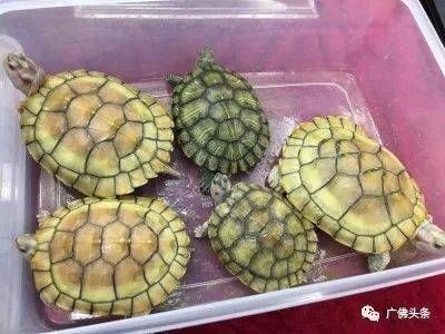 龍魚增長速度多少算快的：探秘龍魚增長速度，多因素下的快慢之辨