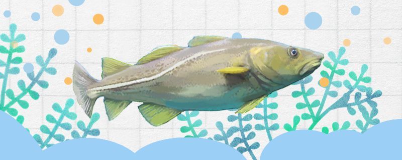 鱈魚和銀鱈魚一樣嗎有什么區別