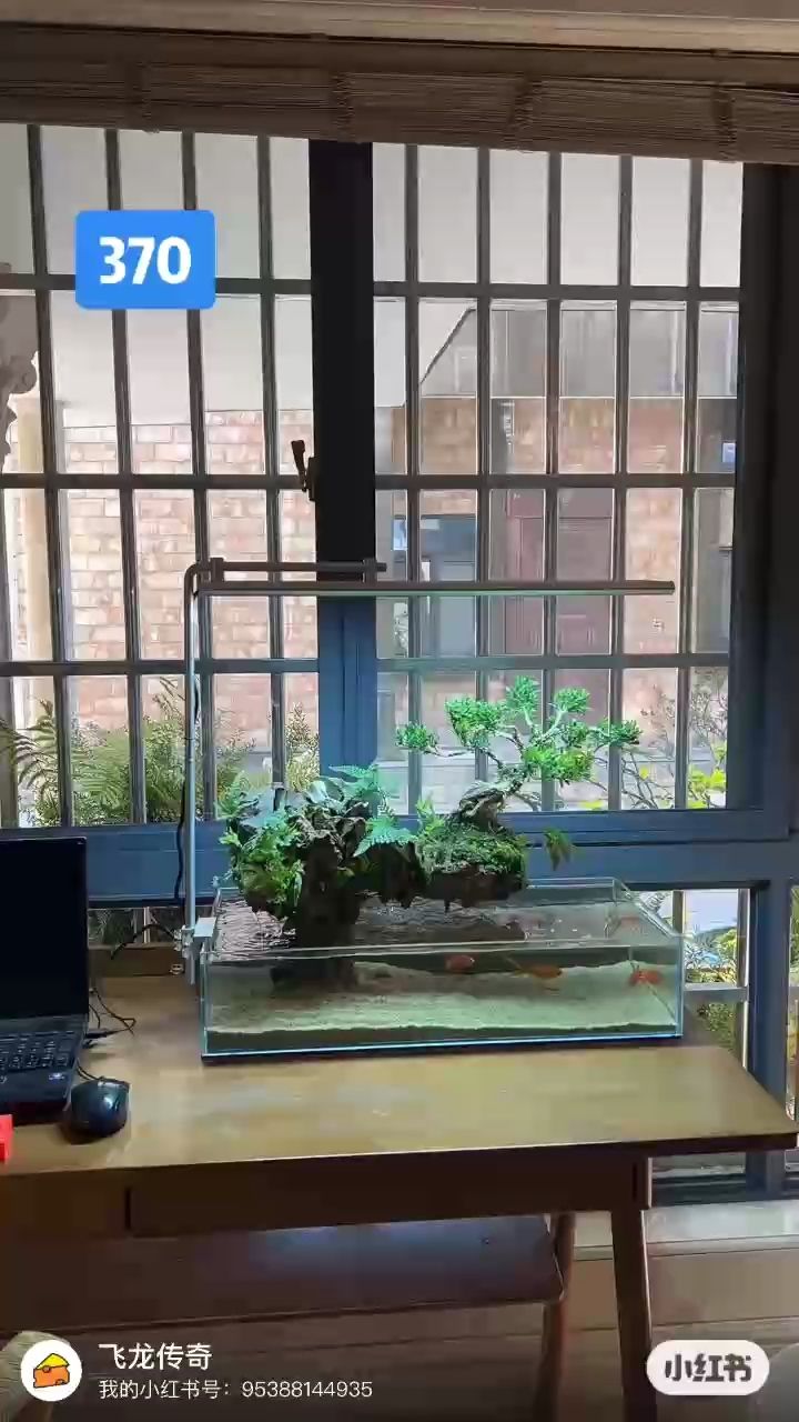 靜靜的心 靜靜的心 龍魚(yú)論壇