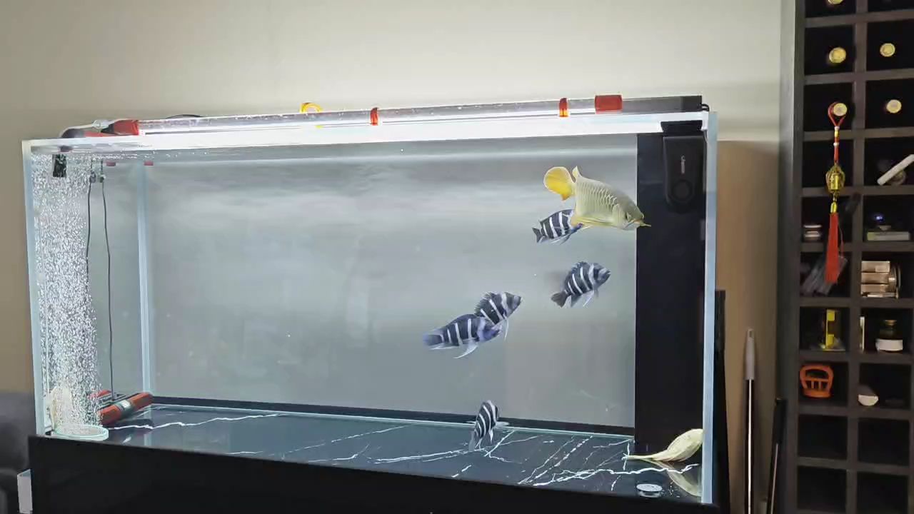 換換水曬曬魚。