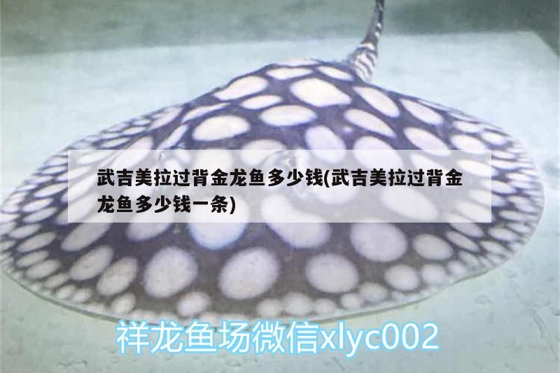 武吉美拉過背金龍魚多少錢(武吉美拉過背金龍魚多少錢一條) 武吉美拉過背金龍魚多少錢(武吉美拉過背金龍魚多少錢一條) 武吉美拉金龍魚