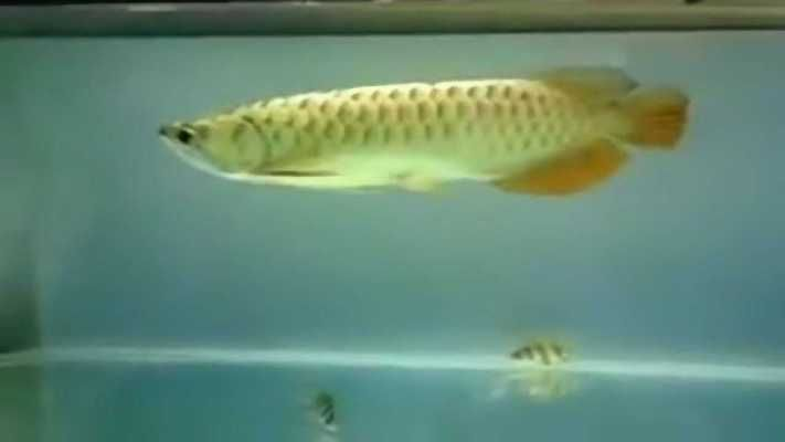 青龍魚金龍魚混養(yǎng)成功案例：青龍魚和金龍魚混養(yǎng)成功案例， 青龍魚金龍魚混養(yǎng)成功案例：青龍魚和金龍魚混養(yǎng)成功案例， 金龍魚百科 第1張
