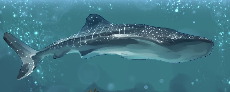 鯨魚(yú)需要換氣嗎多長(zhǎng)時(shí)間換氣一次 鯨魚(yú)需要換氣嗎多長(zhǎng)時(shí)間換氣一次 可麗愛(ài)魚(yú)缸