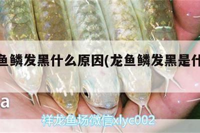 銀龍魚鱗發黑什么原因(龍魚鱗發黑是什么原因) 銀龍魚鱗發黑什么原因(龍魚鱗發黑是什么原因) 銀龍魚百科