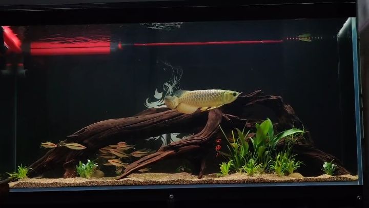 生態龍魚缸