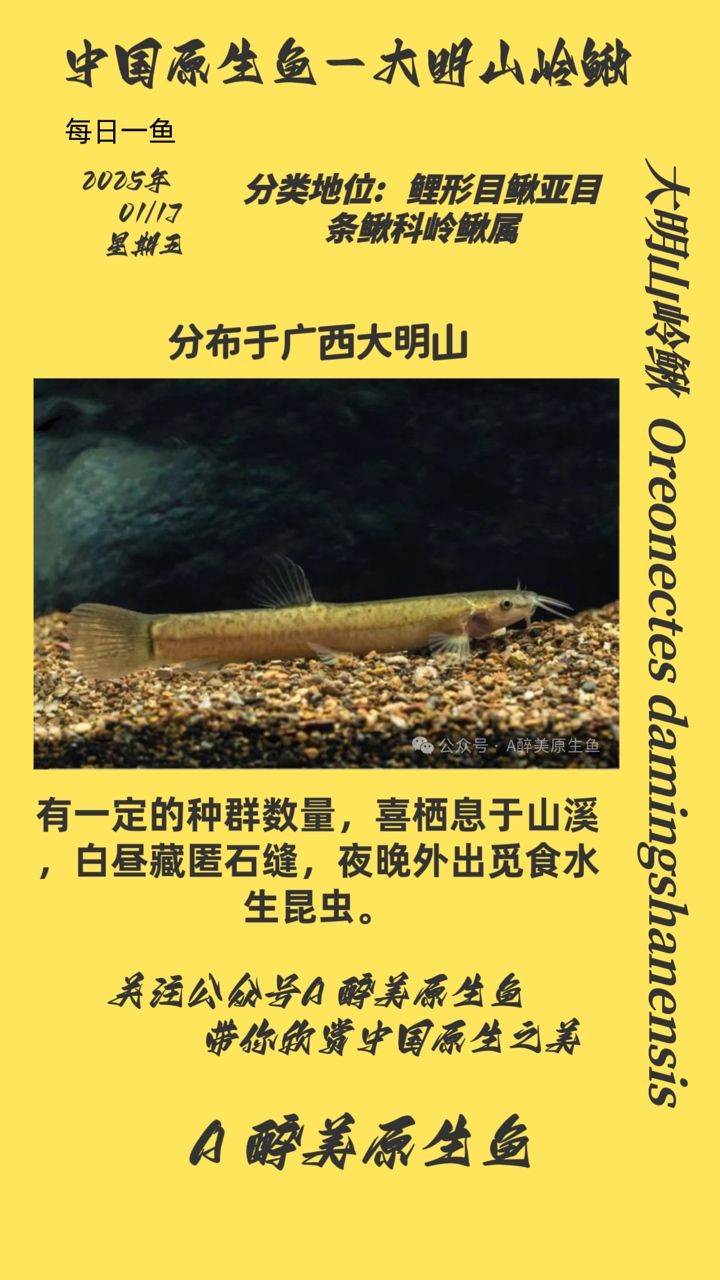 魚缸過濾器選購指南:自制魚缸過濾器魚缸上置過濾器對于養魚愛好者的必備知識 大明山嶺鰍 龍魚論壇 大明山嶺鰍 大明山嶺鰍 龍魚論壇