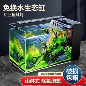 龍魚怎么養的大一點：龍魚養殖，從新手到行家的全方位指南