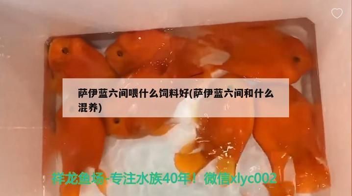 龍魚怎么養才有風水講究呢：龍魚養殖中的風水奧秘與講究