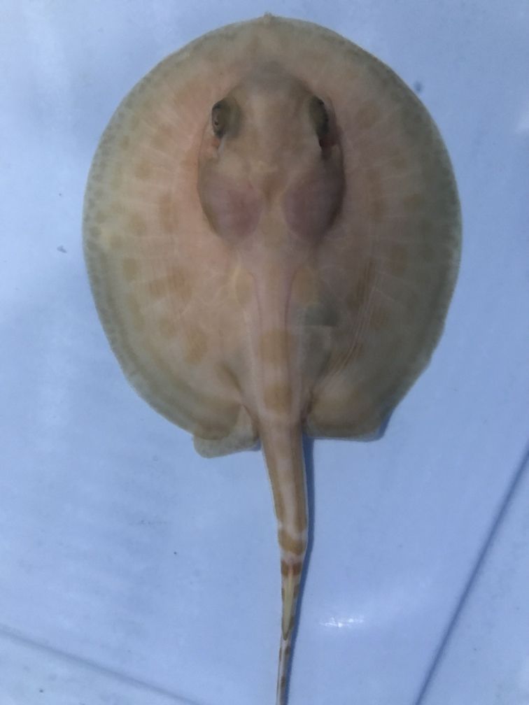昨天產房傳喜訊 昨天產房傳喜訊 錦鯉魚百科 第3張