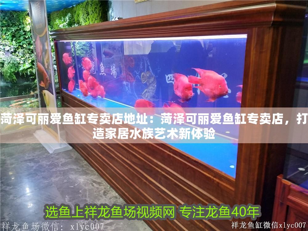菏澤可麗愛魚缸專賣店地址:菏澤可麗愛魚缸專賣店,打造家居水族藝術新體驗 iwish愛唯希品牌魚缸 第1張 菏澤可麗愛魚缸專賣店地址:菏澤可麗愛魚缸專賣店,打造家居水族藝術新體驗 菏澤可麗愛魚缸專賣店地址:菏澤可麗愛魚缸專賣店,打造家居水族藝術新體驗 iwish愛唯希品牌魚缸 第1張