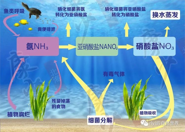 龍魚怎么養白色的：探秘龍魚養殖，如何養出銀白璀璨的龍魚