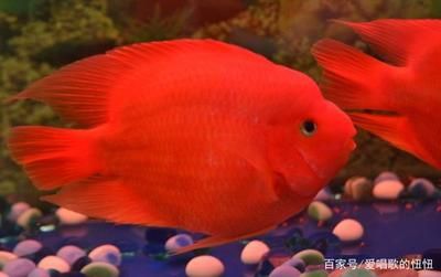 龍魚怎么喂養,需要注意什么呢視頻講解：探秘龍魚喂養，從新手到高手的必修課